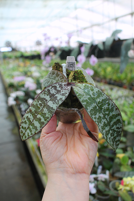 Phalaenopsis (schilleriana x phillipenesis) 'Joseph Wu.jpg