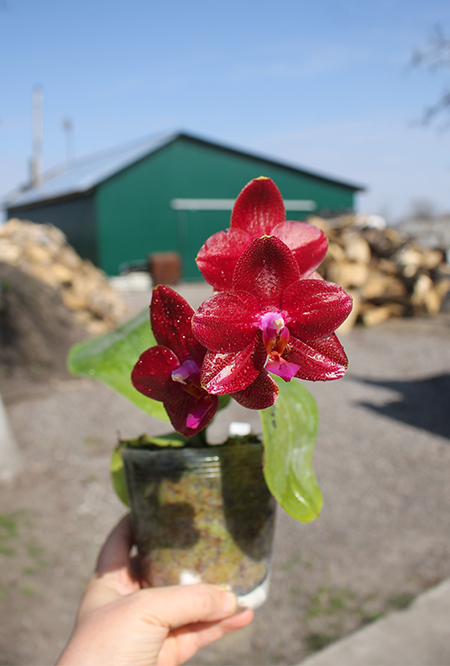 Phalaenopsis Mituo Sun 'Mituo #1' x Ld's Bear King 'RK-1'.jpg
