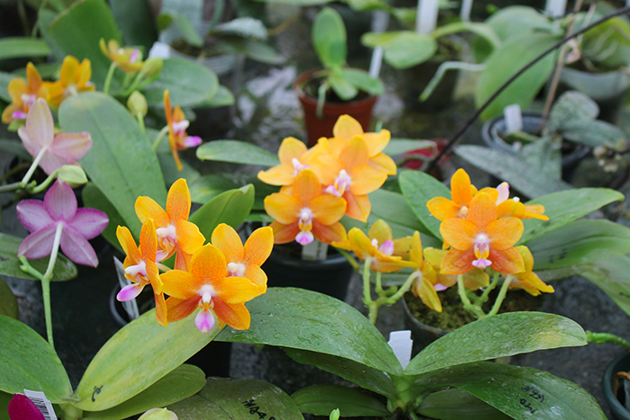 Phalaenopsis Miro Sun Beauty 'Goose Yellow'.jpg