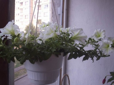 Resize of Петуния 2.jpg