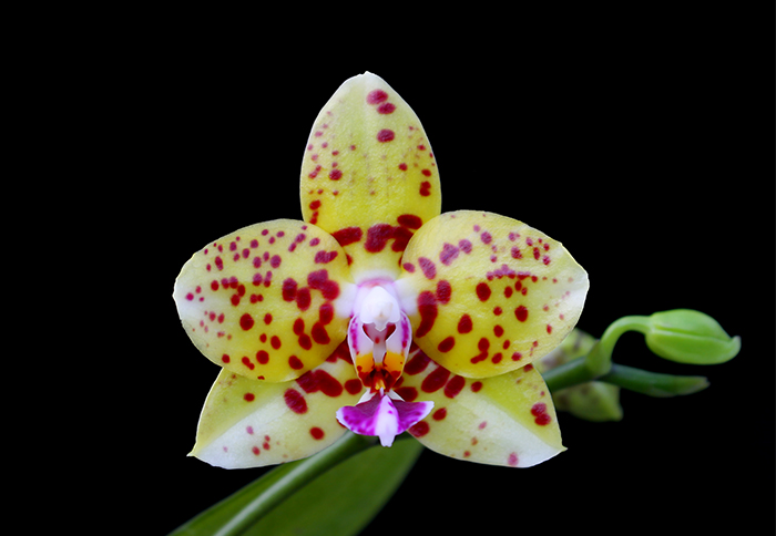 Phalaenopsis Diamond Beauty '1202' x Ld's Bear King 'YK7'.jpg