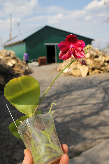 Phalaenopsis Mituo Sun 'Mituo#2' x Mituo King Bellina.jpg