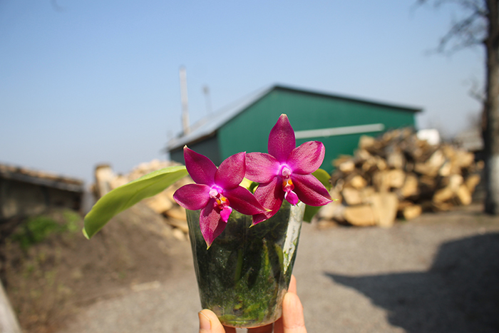 Phalaenopsis LD's Bear Queen x Jennifer Palermo.jpg