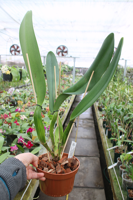 Cattleya warscewiczii sanderiana.jpg