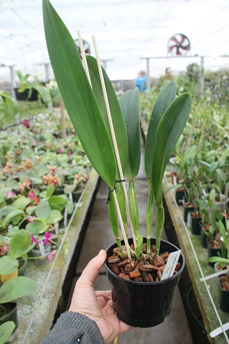 Cattleya warscewiczii.jpg