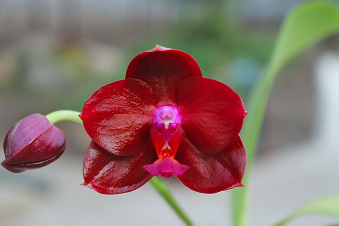 Phalaenopsis Mituo King 'April Blood'.jpg
