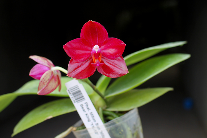 Phalaenopsis Mituo Sun 'Mituo #1' x Ld's Bear King 'YK-10'.jpg