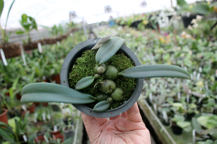 Trias disciflora.jpg