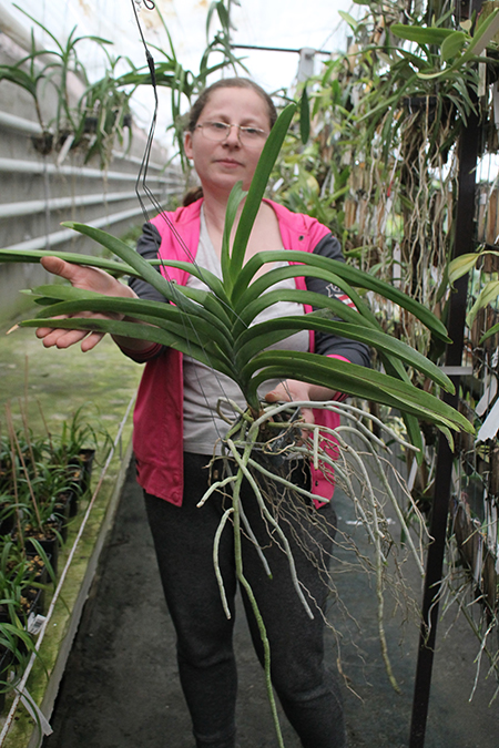 Vanda Kulwadee Fragrance x Dr Anek.jpg