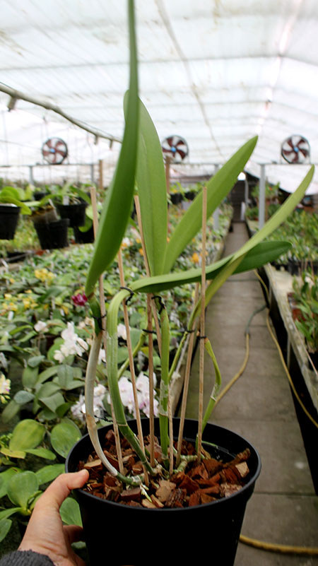 Brassocattleya Golf Green 'Hair Pig' (Cattleya Moscombe x Brassavola digbyana).jpg