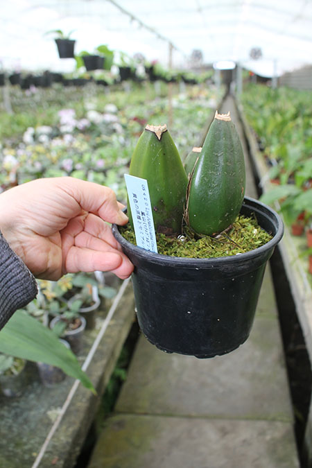 Lycaste Arashiyama (macrobulbon x Shoalhaven 'Kobe').jpg