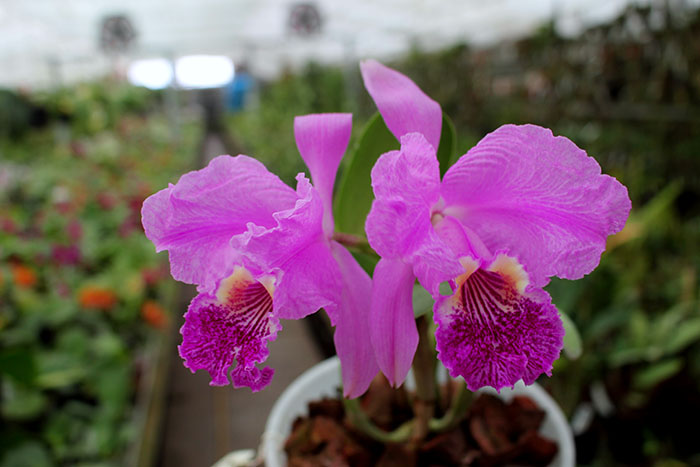 Cattleya lueddemanniana 'Negrita' x 'Dark'.jpg