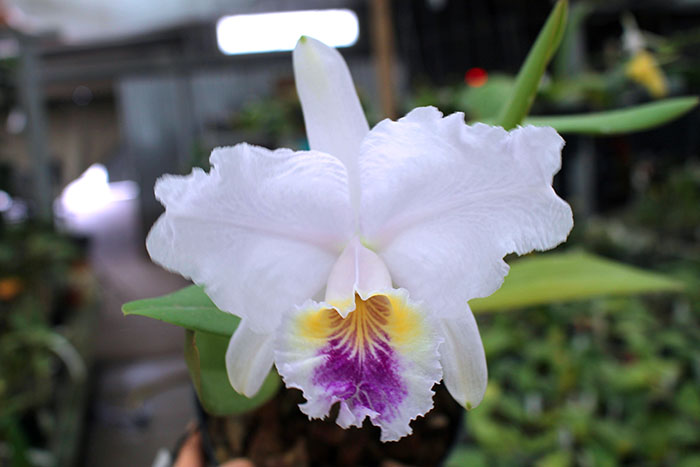 Cattleya lueddemanniana coerulea 'Monte Verde' x coerulea 'Mar azul'.jpg