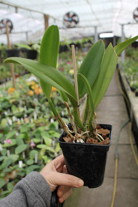 Rhyncholaeliocattleya Chief Canyon 'Morning Call'.jpg