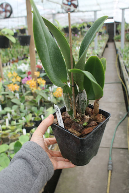 Rhyncholaeliocattleya Village Chief Rose.jpg