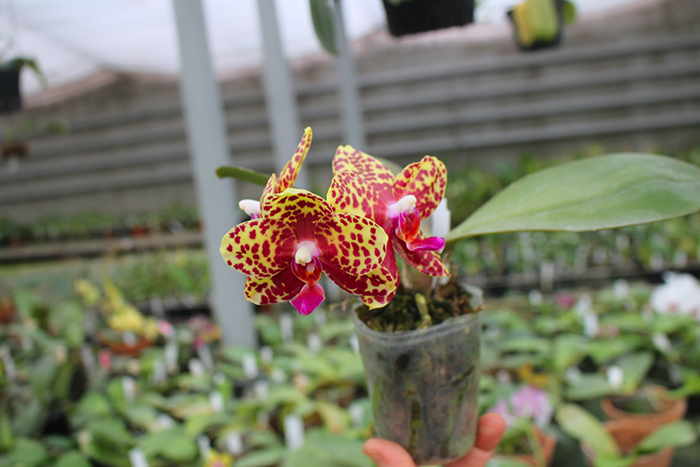Phalaenopsis Mituo Diamond 'Big Spots'.jpg