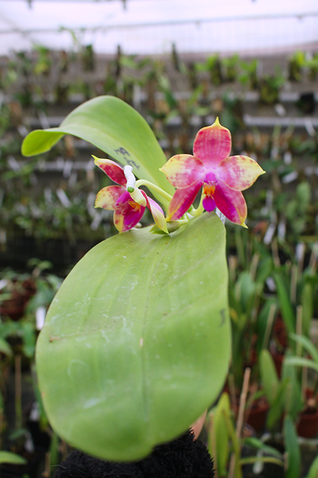 Phalaenopsis LD's Bear King 'YK-14' x Miro Super Star.jpg