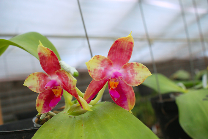 Phalaenopsis LD's Bear King 'YK-14' x Miro Super Star.jpg