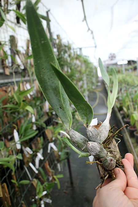 Encyclia citrina.jpg