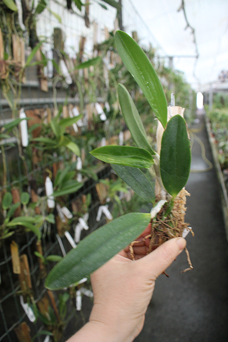 Laelia pumila rubra 'Charme da Morada' x self.jpg