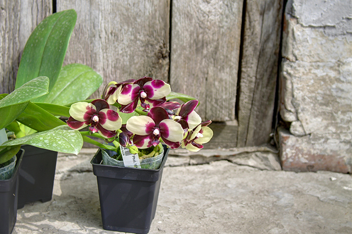 Phalaenopsis Mituo Diamond 'Panda'.jpg