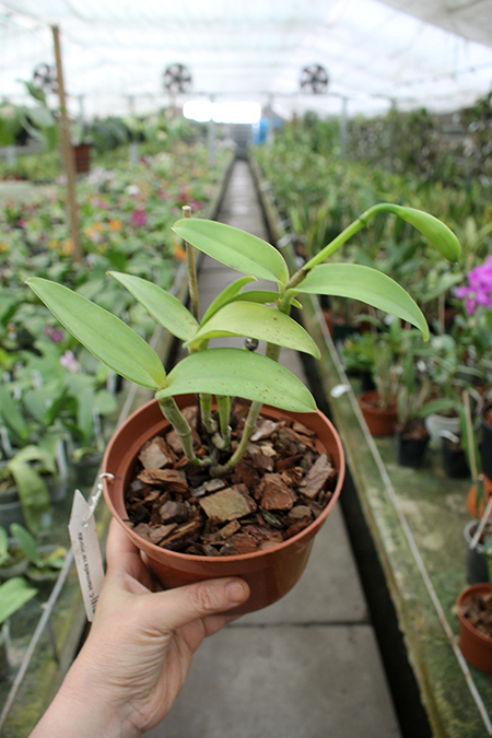 Cattleya intermedia var irrorata.jpg