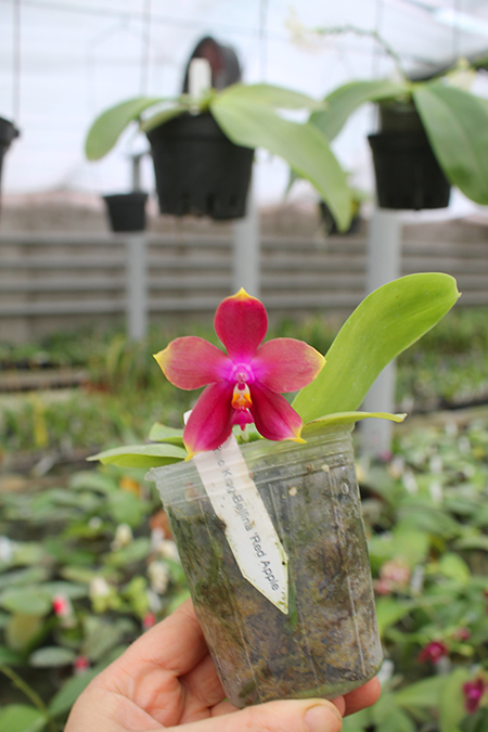 Phalaenopsis Mituo King Bellina 'Red Apple’.jpg
