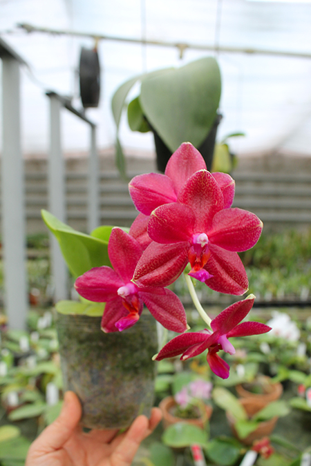 Phalaenopsis Mituo Sun 'Mituo #1' x Ld's Bear King 'YK-14'.jpg