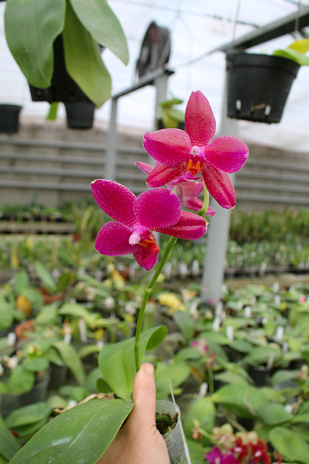 Phalaenopsis Mituo Sun 'Mituo #1' x Ld's Bear King 'YK-10'.jpg