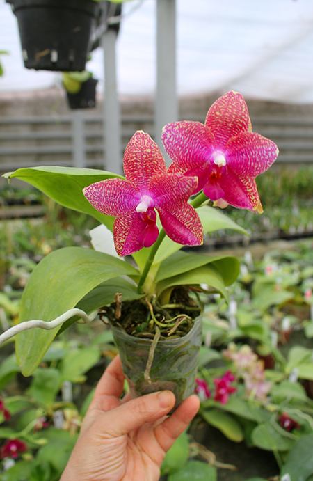 Phalaenopsis Mituo King 'Spider Web' x Black Eagle 'DT'.jpg