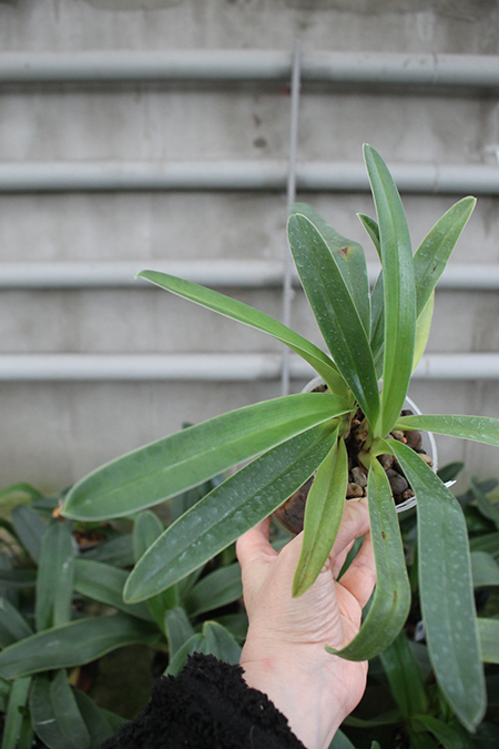 Paphiopedilum In-Charm Gold.jpg