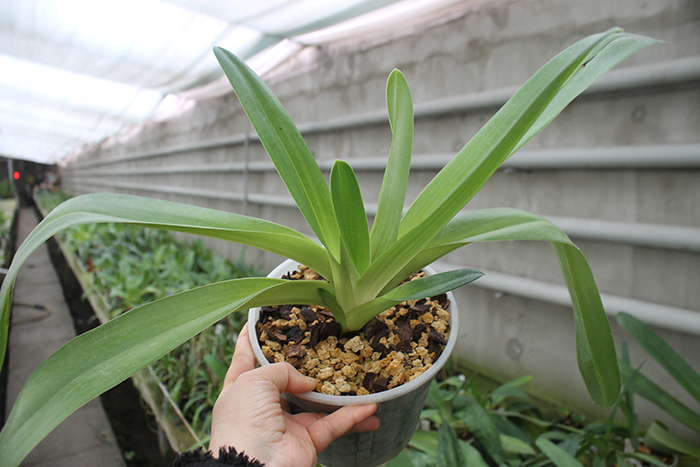 Paphiopedilum Hung Sheng Eagle x rothschildianum.jpg