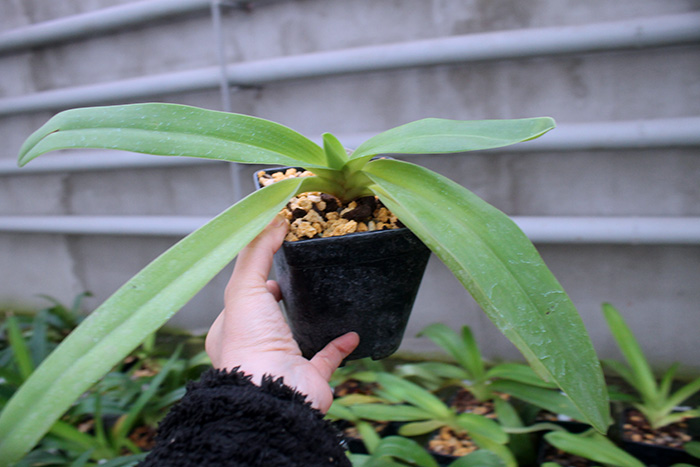 Paphiopedilum Mar New x rothschildianum.jpg