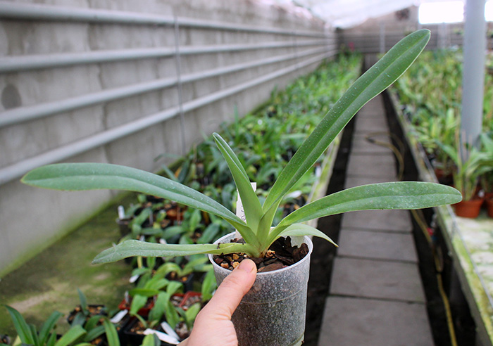 Paphiopedilum stonei x anitum.jpg