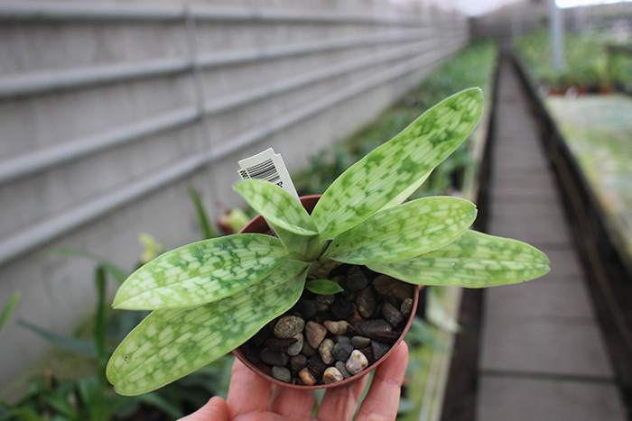 Paphiopedilum purpuratum.jpg