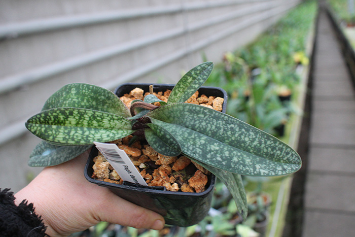 Paphiopedilum delenatii.jpg