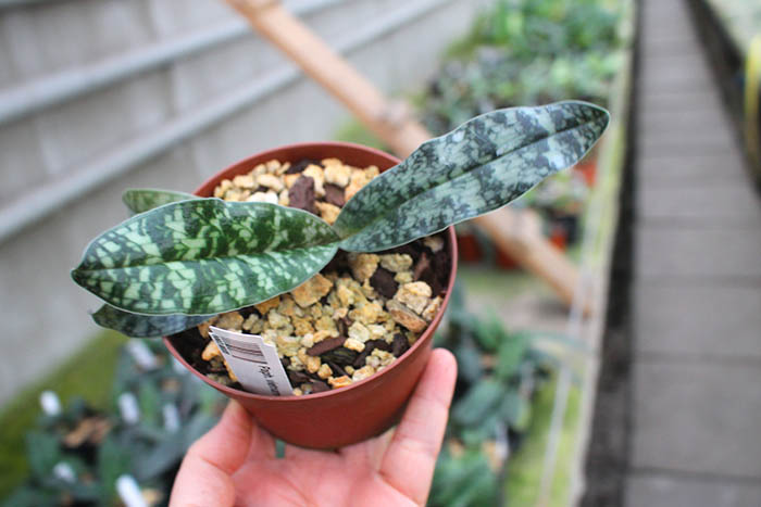 Paphiopedilum vietnamense.jpg