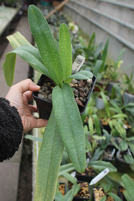 Paphiopedilum delenatii x Lady Isabel.jpg