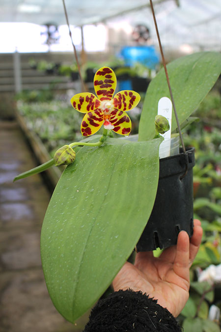 Phalaenopsis David Lim.jpg