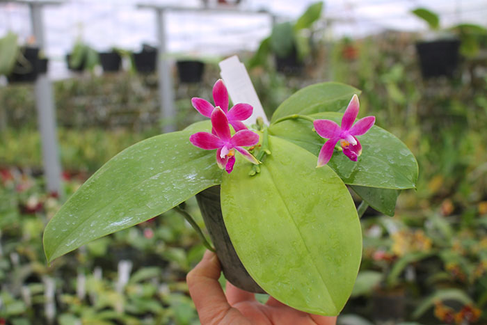 Phalaenopsis Germaine Vincent indigo type x tetraspis.jpg