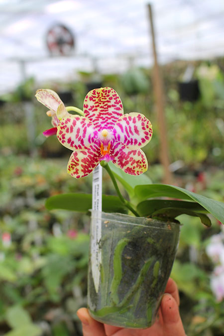 Phalaenopsis Diamond Beauty '1202' x Mituo Reflex Dragon 'B-1'.jpg