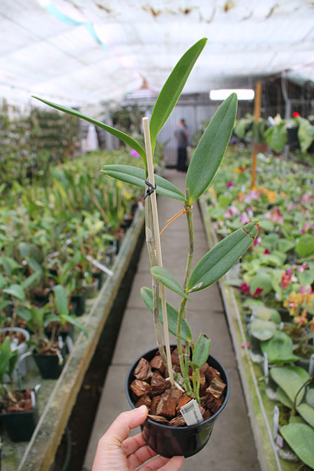Cattleya velutina aurea x aurea.jpg