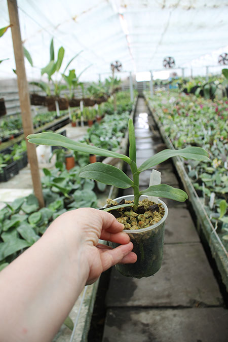 Esmeralda cathcartii.jpg