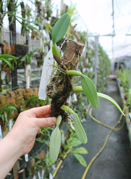 Bulbophyllum fascinator.jpg