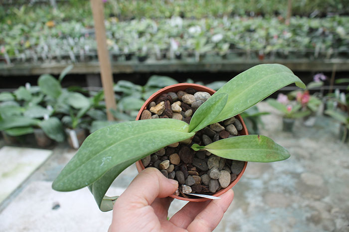 Paphiopedilum Daisy Barclay x leucochilum.jpg