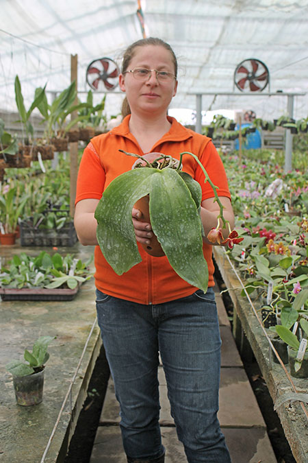 Phalaenopsis Red Jaguar (Phalaenopsis Hsu Li-Shian x Phalaenopsis gigantea).jpg
