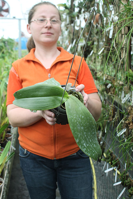 Phalaenopsis Jong's Gigan Cherry 'Prince' x gigantea.jpg