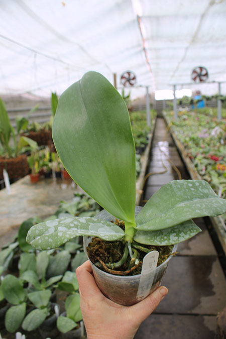 Phalaenopsis Jong's Gigan Cherry 'Prince'.jpg