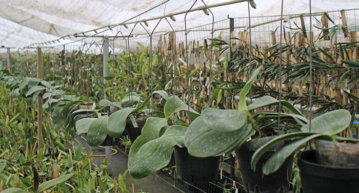 Phalaenopsis gigantea hybrids.jpg