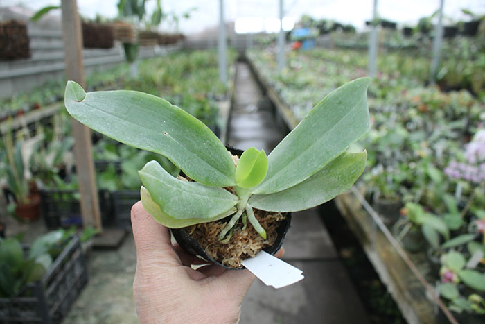 Phalaenopsis speciosa coffee (MC).jpg